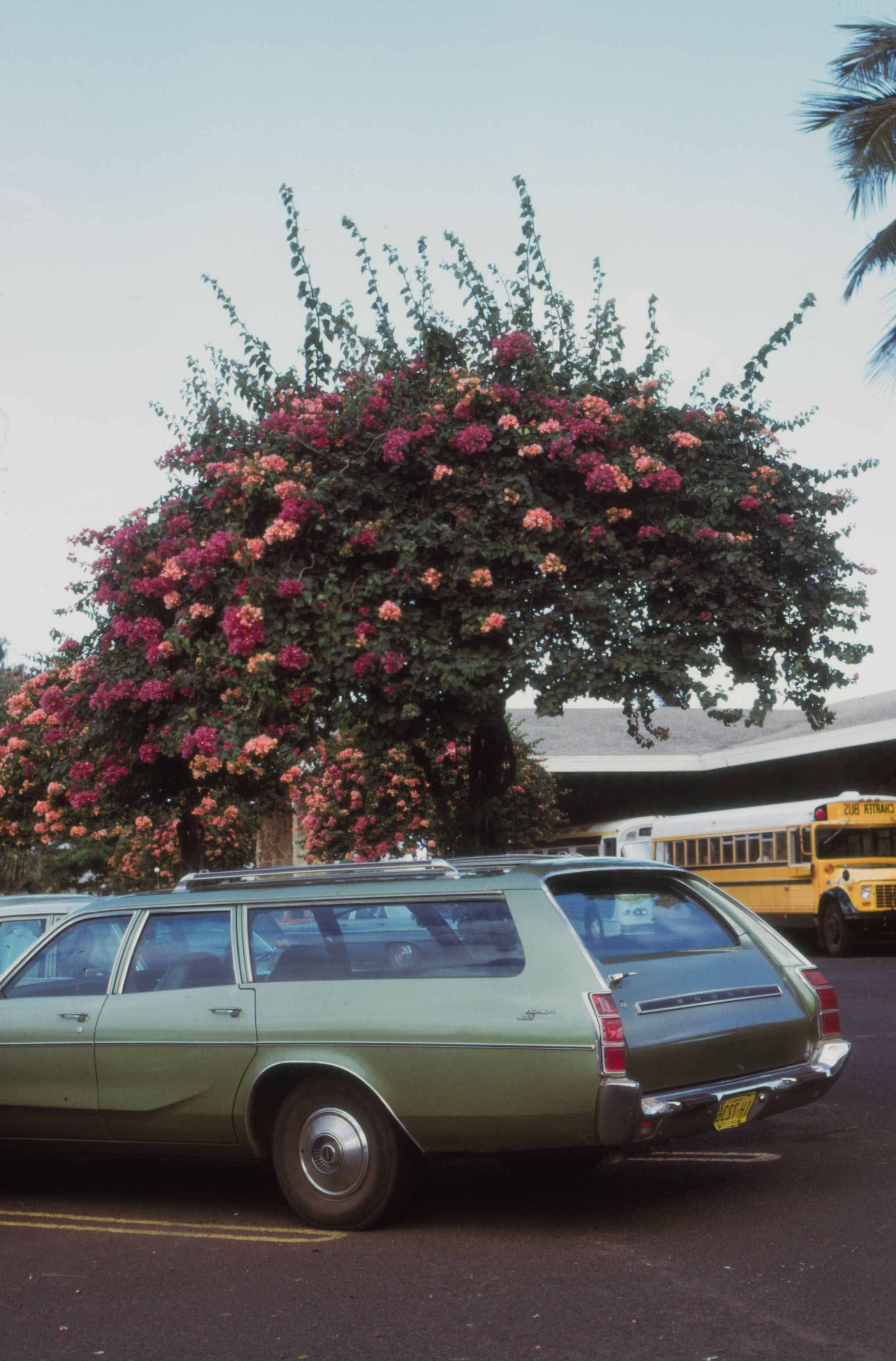Dodge Polara and bougainvillea