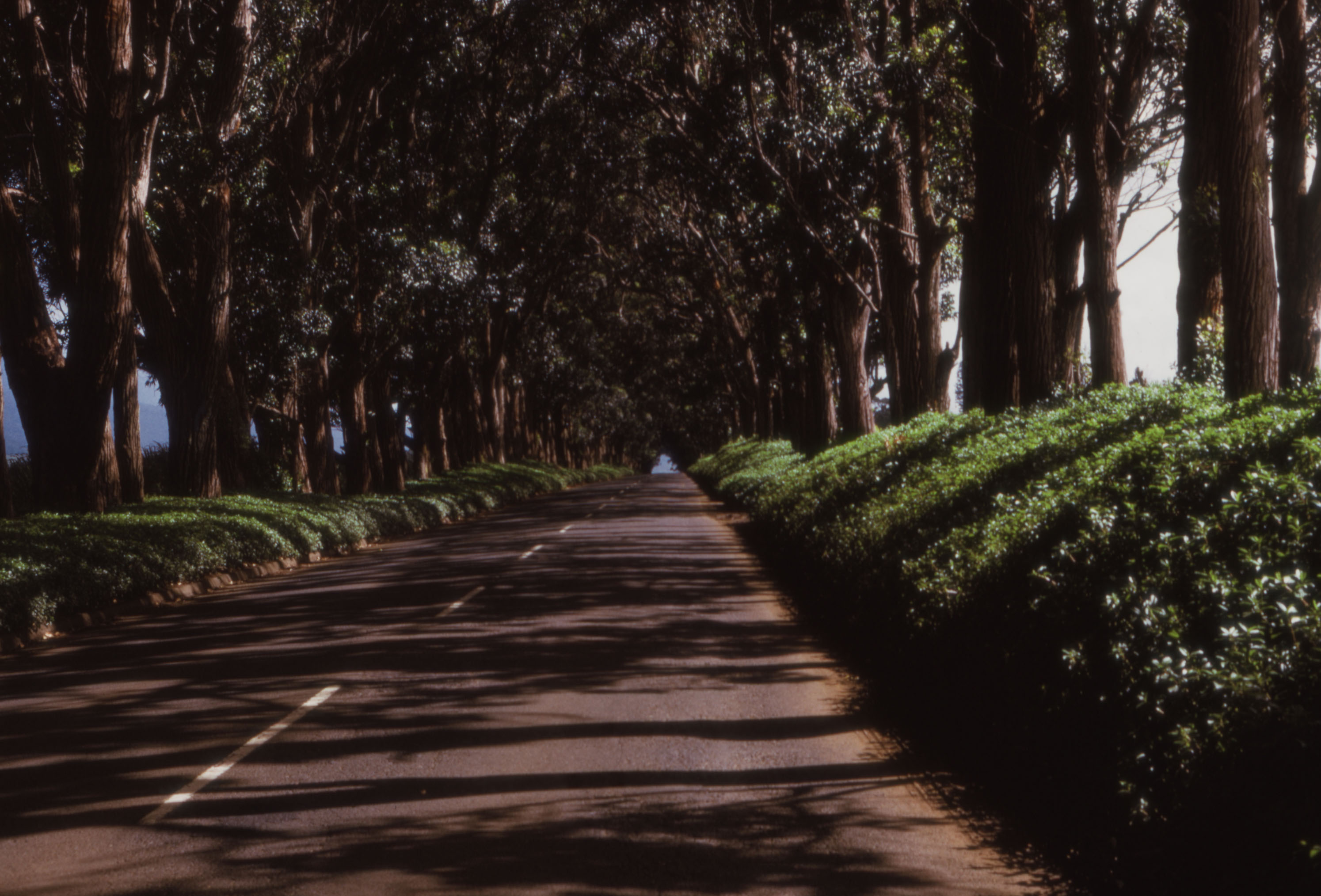 "Wettest Point on Earth 456 in Eucalyptus Trees"