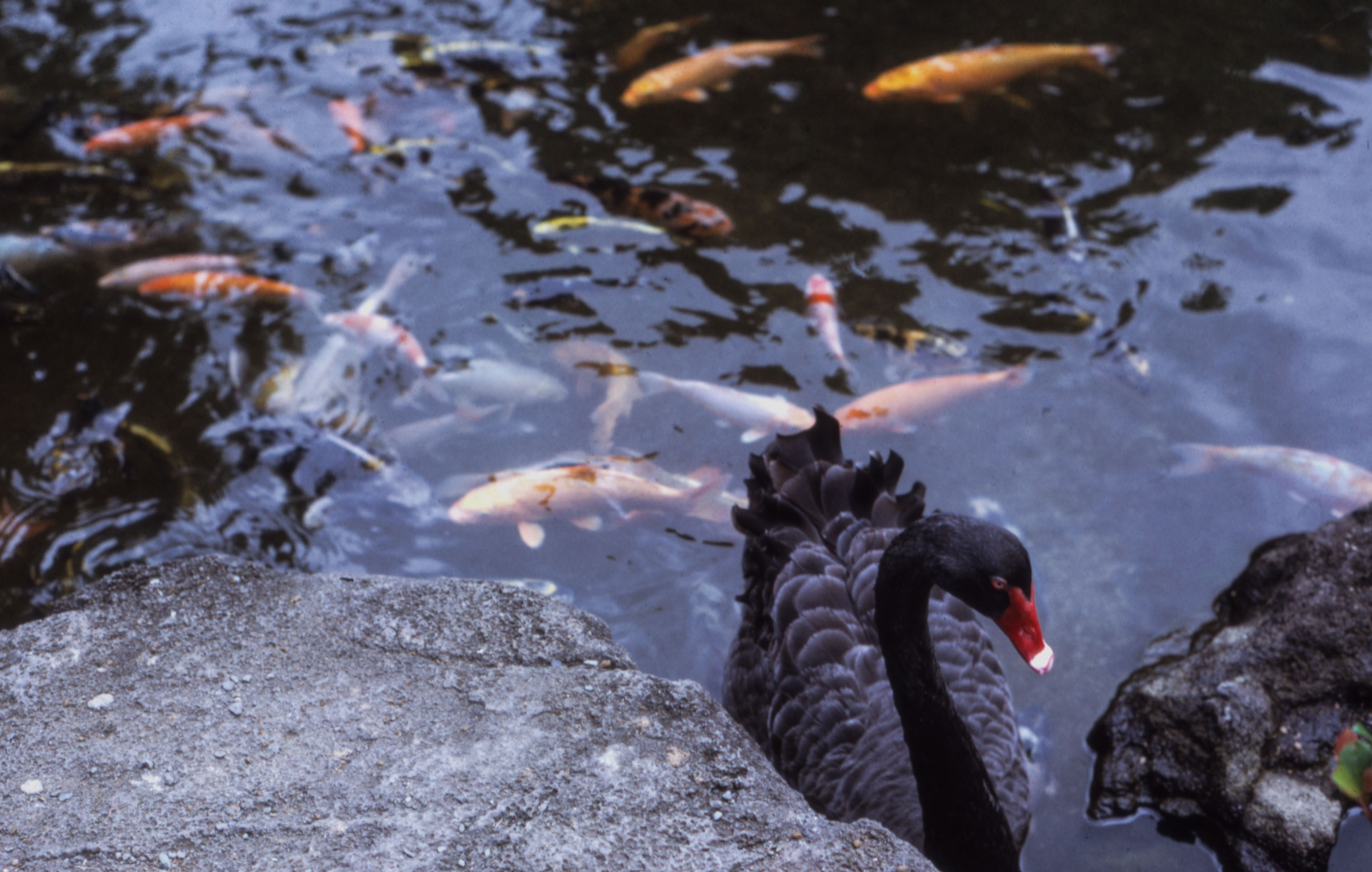 "Black Swan and Carp"